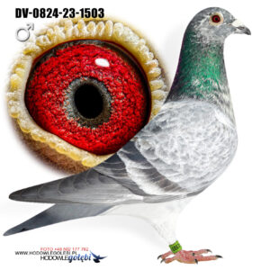SK-24-02305-446 "RICO" x "GOED GRIJS"