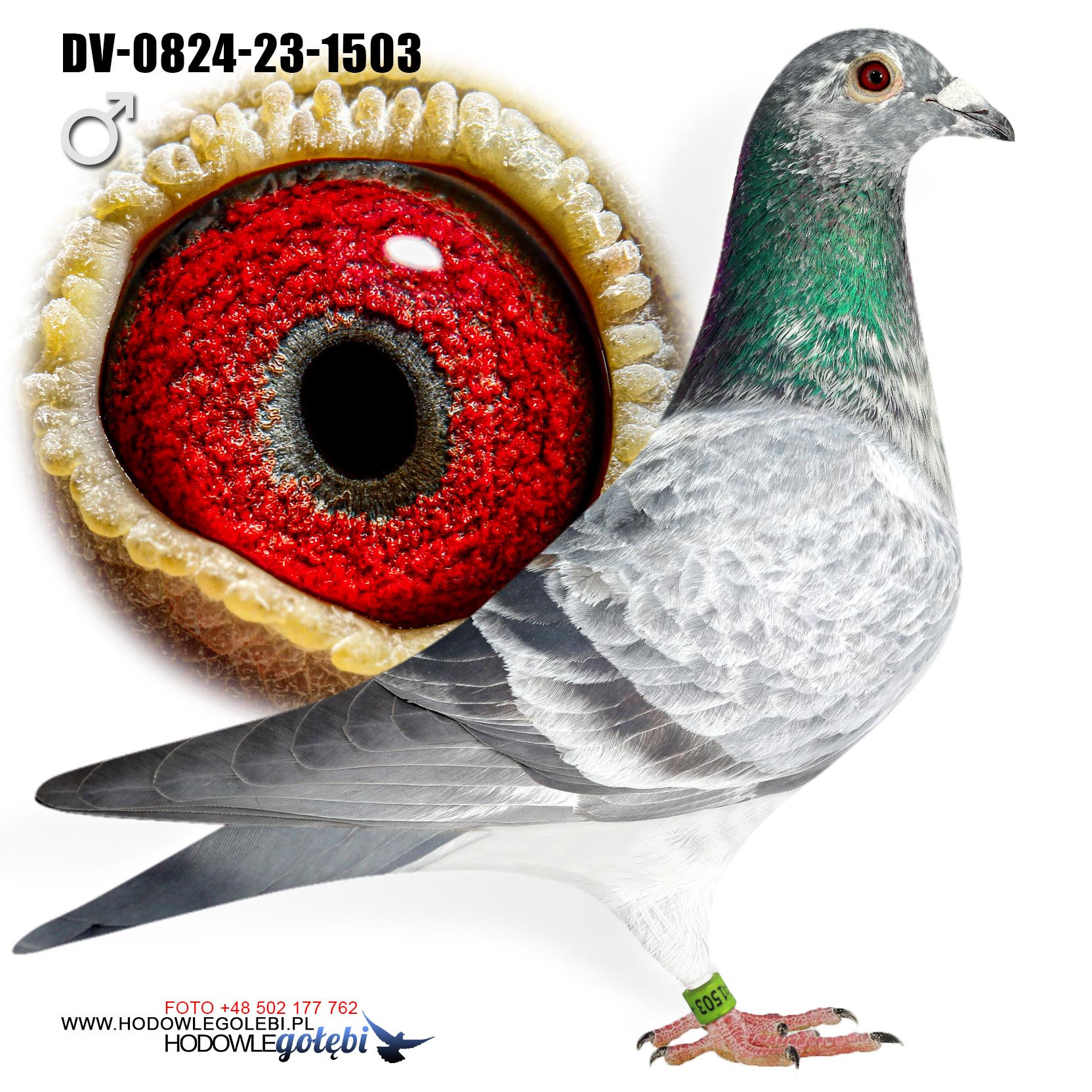 SK-24-02305-446 “RICO” x “GOED GRIJS”